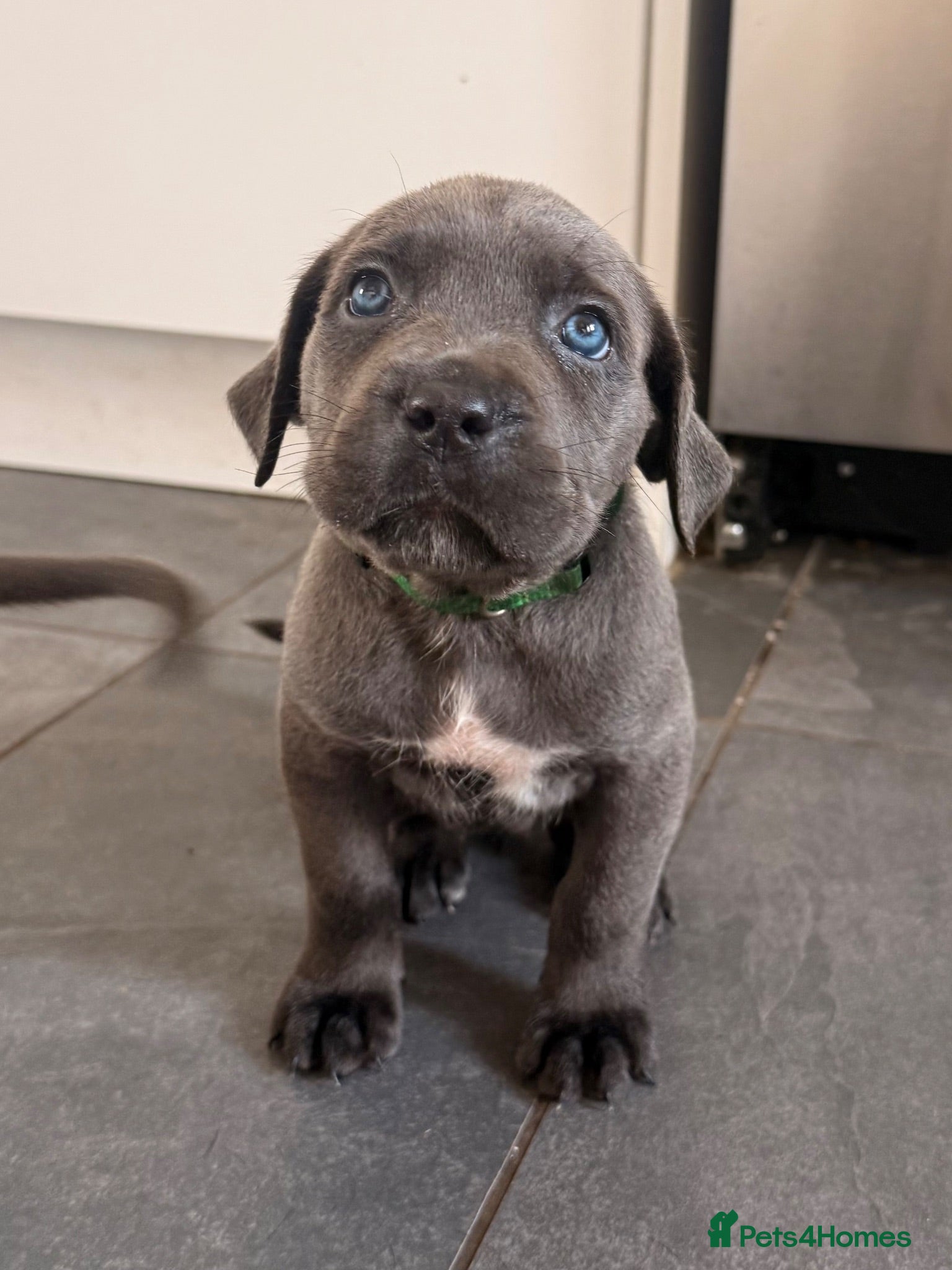Cane Corso dogs X-Man Bloodline, Pedigree Cane Corso Puppies - Advert 16