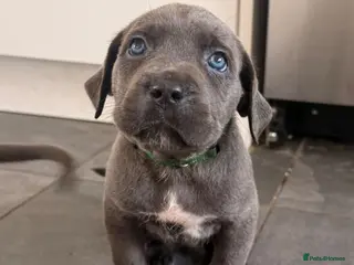Cane Corso dogs X-Man Bloodline, Pedigree Cane Corso Puppies - Advert 16