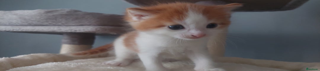 Mixed Breed Kitten 1 (Ginger)