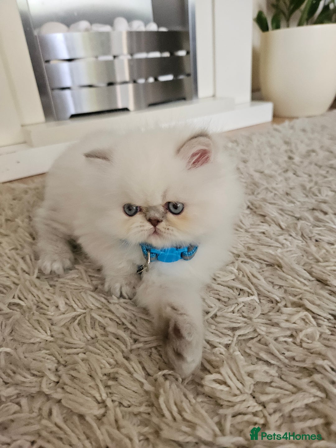 Persian cats for sale: Stunning Pedigree Persian Kitten - Image 16