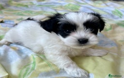 Mixed Breed dogs for sale: Havanese and shi tzu puppy - Image 4