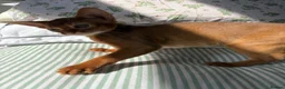 Abyssinian cats for sale: Stunning Abyssinian champion line kittens-last boy - Advert 22