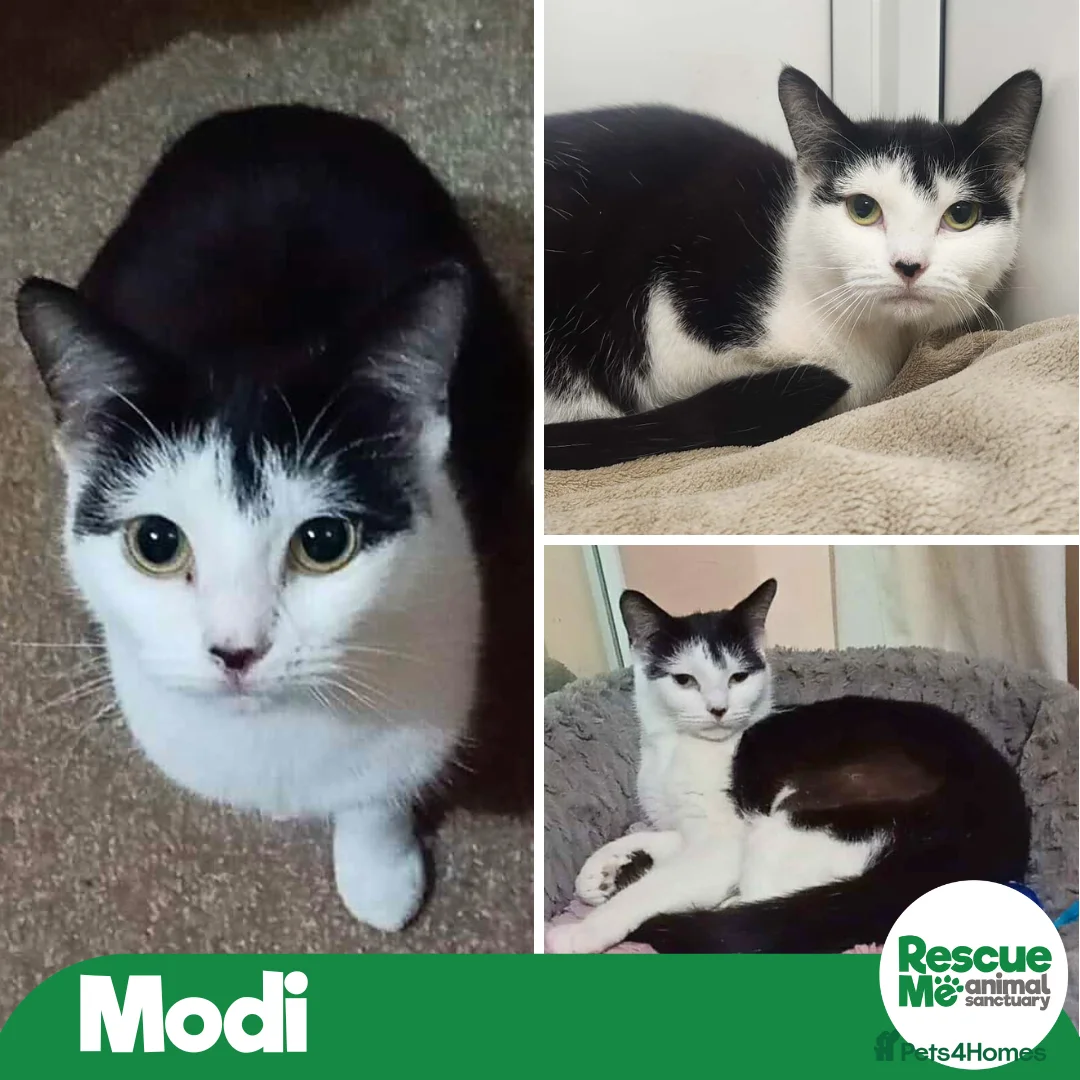 Mixed Breed cats for adoption: MAGNIFICENT MODI IS READY TO GO HOME  - Advert 1