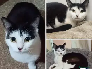 Mixed Breed cats MAGNIFICENT MODI IS READY TO GO HOME - Advert 1