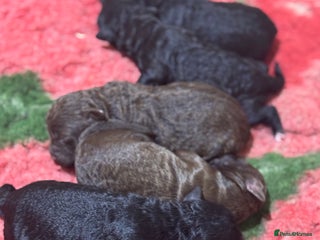 Aussiedoodle dogs Miniature Aussiedoodle Pups 🐾 READY JANUARY - Advert 1