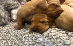 Labrador Retriever dogs for sale: Beautiful fox red and yellow lab puppies  - Image 19