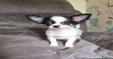 Chihuahua dogs - Advert 2