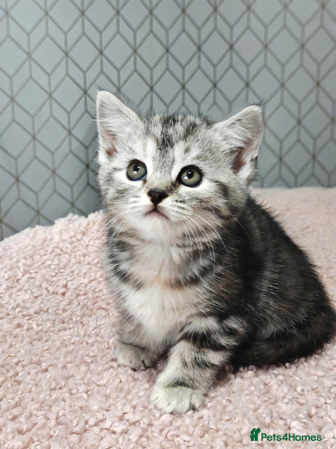 Mixed Breed cats for sale: British Shorthair Mix kittens - Ready Now - Advert 2