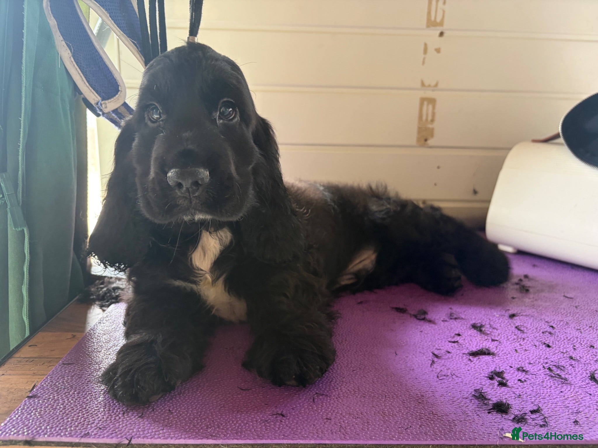 Cocker Spaniel dogs FULLY vaccinated, ready for walks  - Advert 3