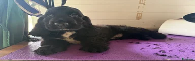 Cocker Spaniel 1