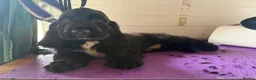Cocker Spaniel dogs for sale: FULLY vaccinated, ready for walks  - Advert 1