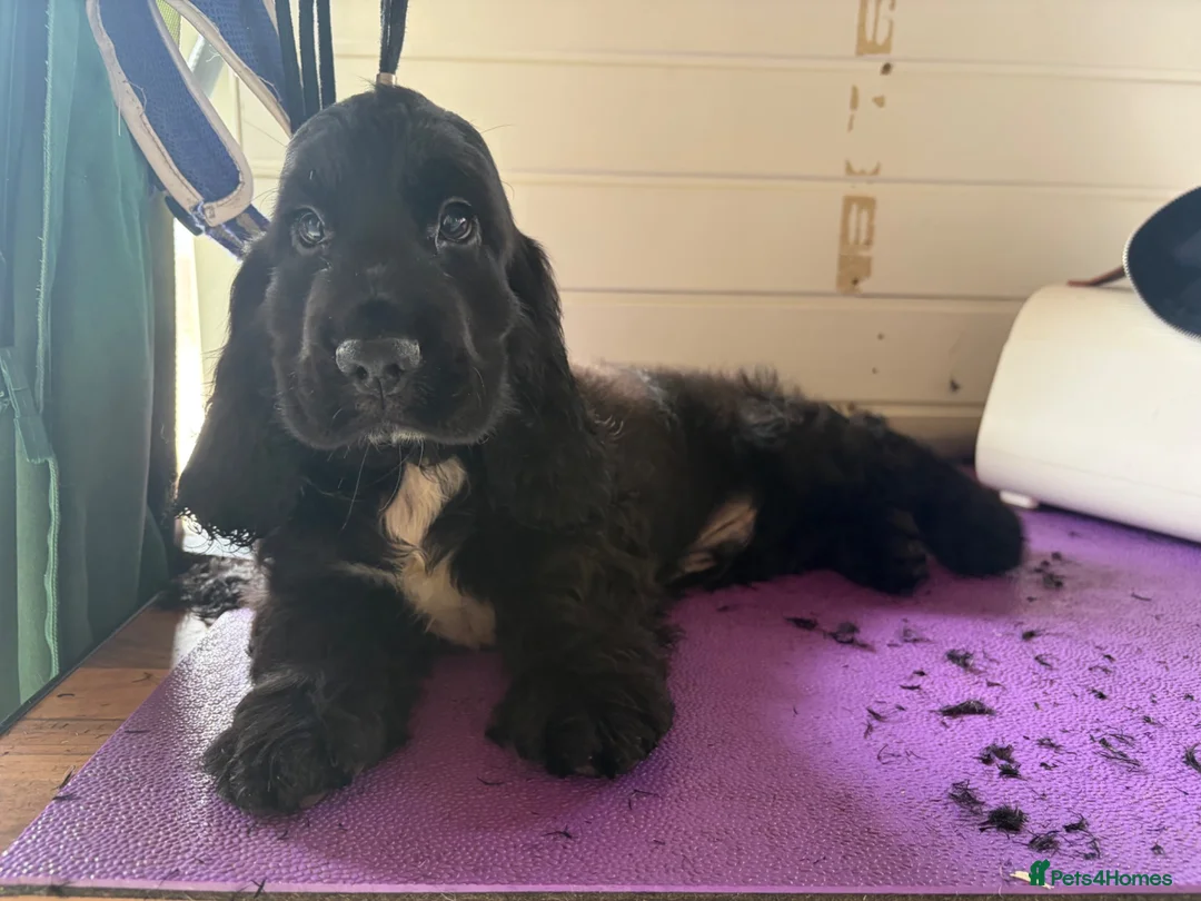 Cocker Spaniel dogs for sale: FULLY vaccinated, ready for walks  - Advert 1