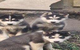 Siberian Husky dogs for sale: Adorable Black & Brown Husky Puppies –Great Price! - Image 6
