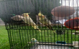 Cockatiels birds for sale: 2 Cockatiels & 2 Budgies with Cage in Preston - Image 3