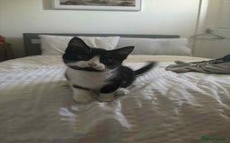 British Shorthair cats for sale: 7 month old tuxedo kitten for rehoming  - Image 9