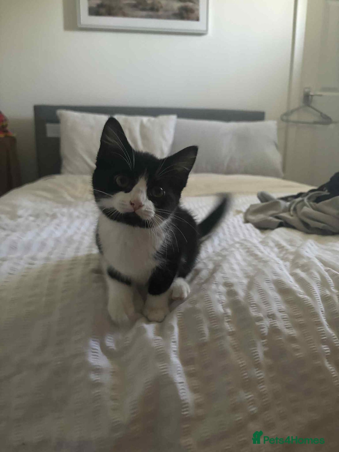 British Shorthair cats for sale: 7 month old tuxedo kitten for rehoming  - Image 9