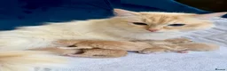Ragcoon cats for sale: Rare Ragacoon Ragdoll x Maine Coon  - Advert 12