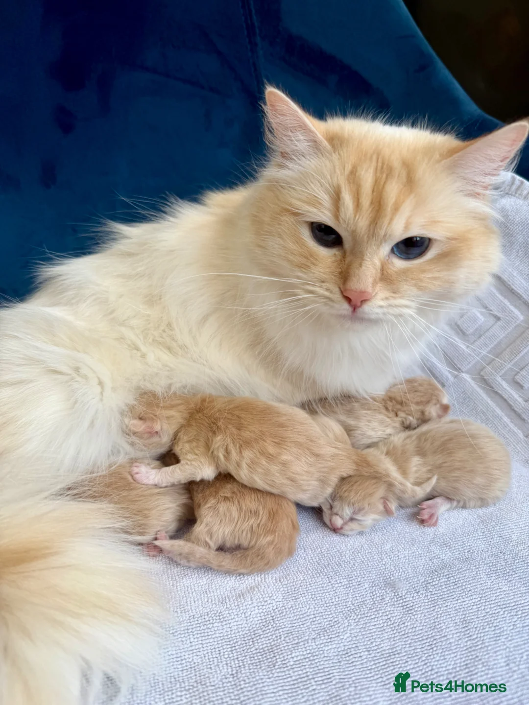 Ragcoon cats for sale: Rare Ragacoon Ragdoll x Maine Coon  - Advert 12