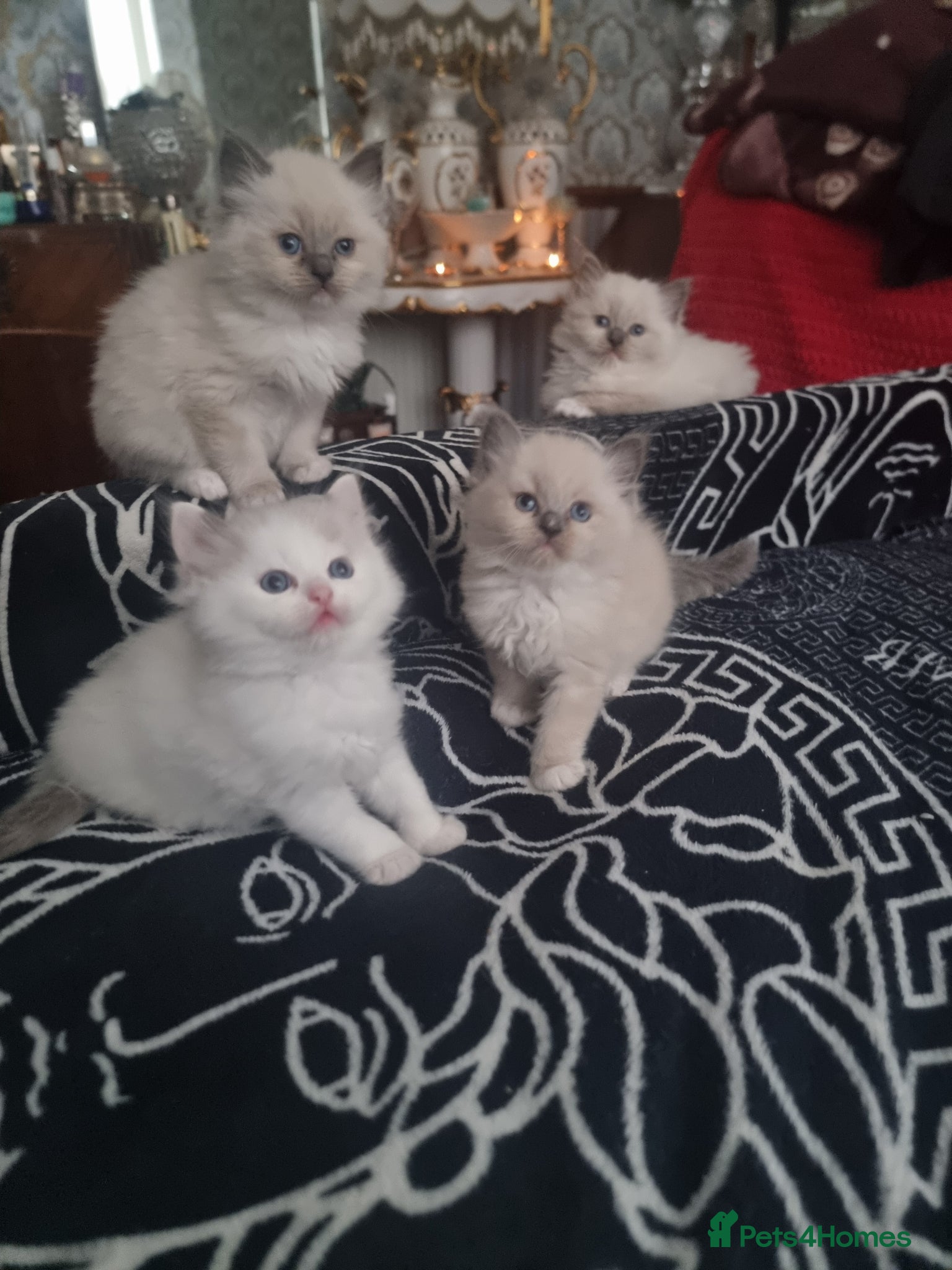 Ragdoll cats Ragdoll  kittens - Advert 1