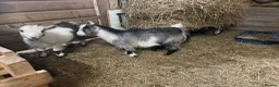 Goats livestock for sale: Pedigree registered Pygmy goats - Advert 2