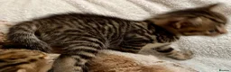 Bengal cats for sale: Glitter Bengal X With Famous References! - Advert 5