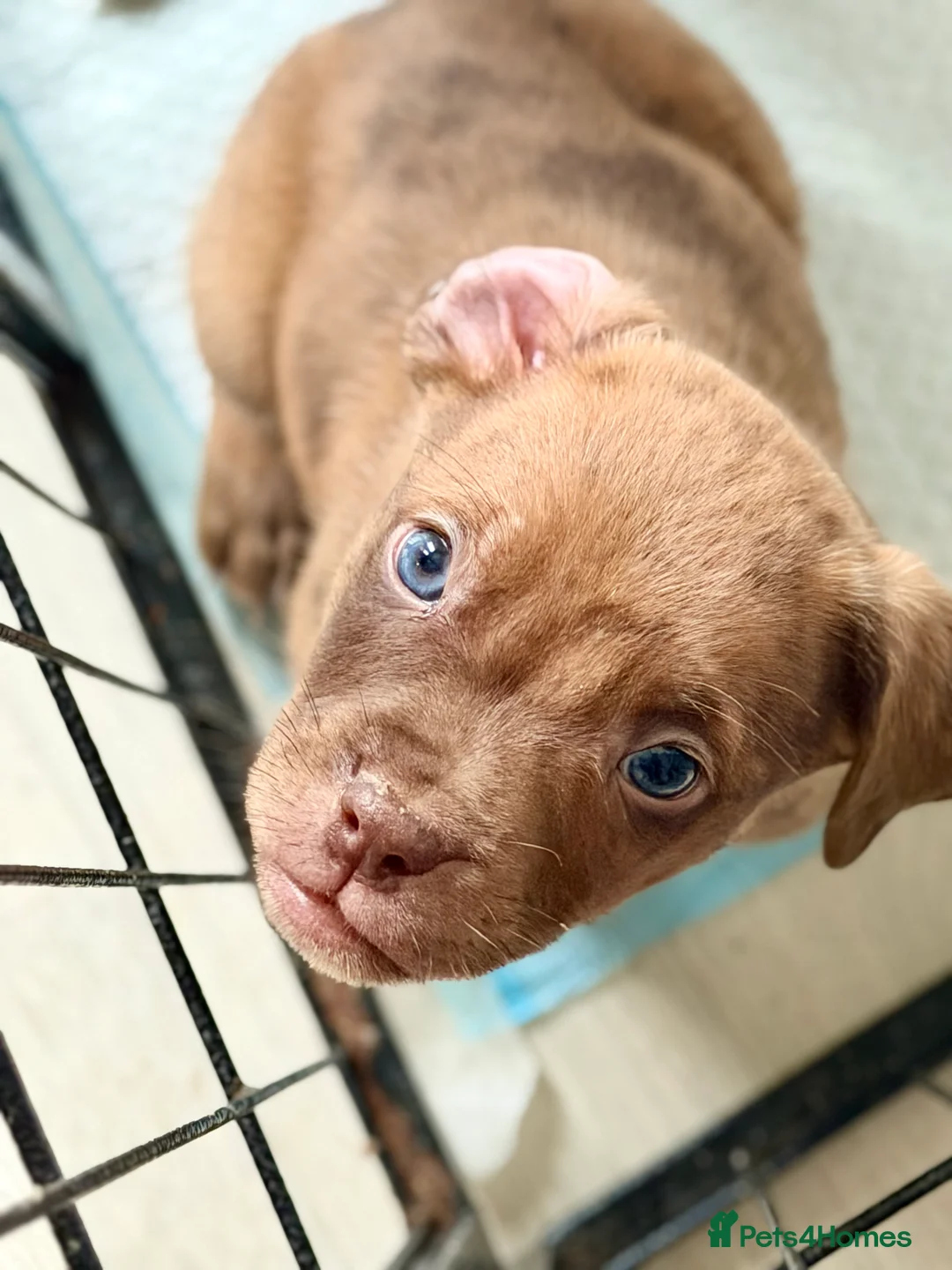 Mixed Breed dogs for sale: ‼️American bully x springer spaniel puppies ‼️  - Advert 4