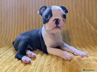 Boston Terrier dogs 1 BOY LEFT: Adorable KC Boston Puppies - Advert 6