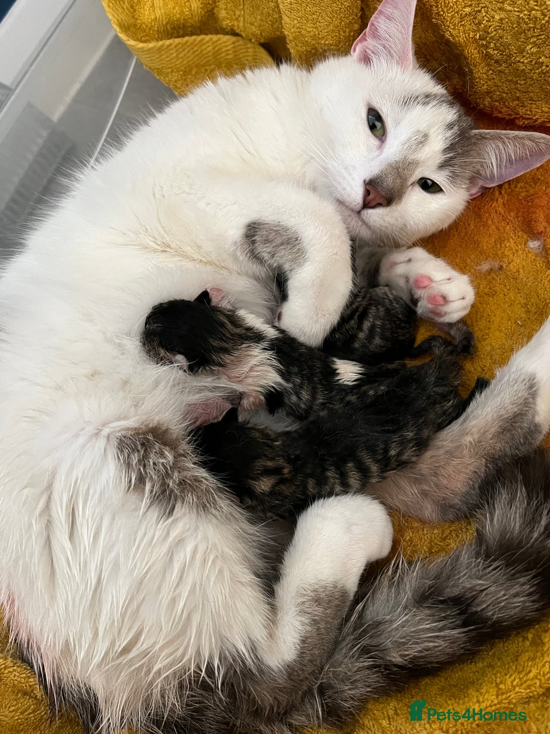 Mixed Breed cats for sale: Two tabby female kittens  - Image 7