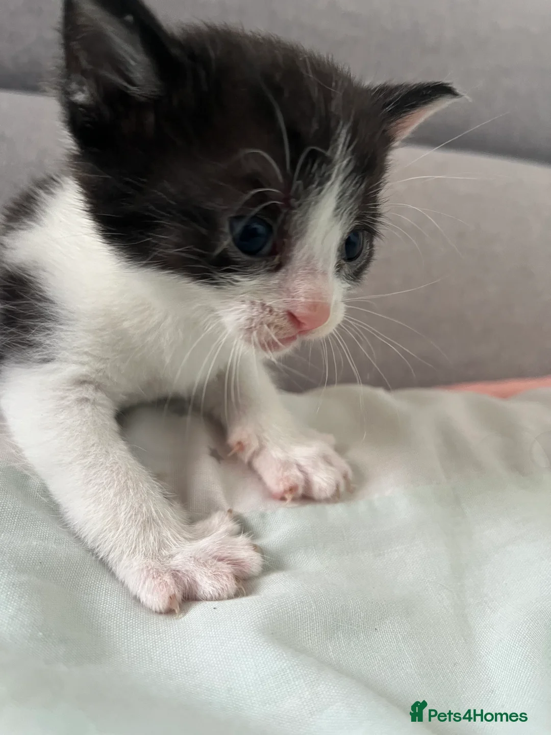 Domestic Shorthair cats for sale: Kittens for sale in Manchester - Advert 4