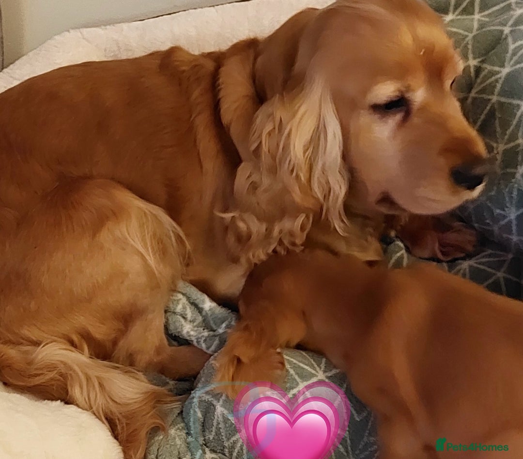 Cocker Spaniel dogs for sale: SHOW TYPE COCKER SPANIEL PUPPIES  - Advert 2