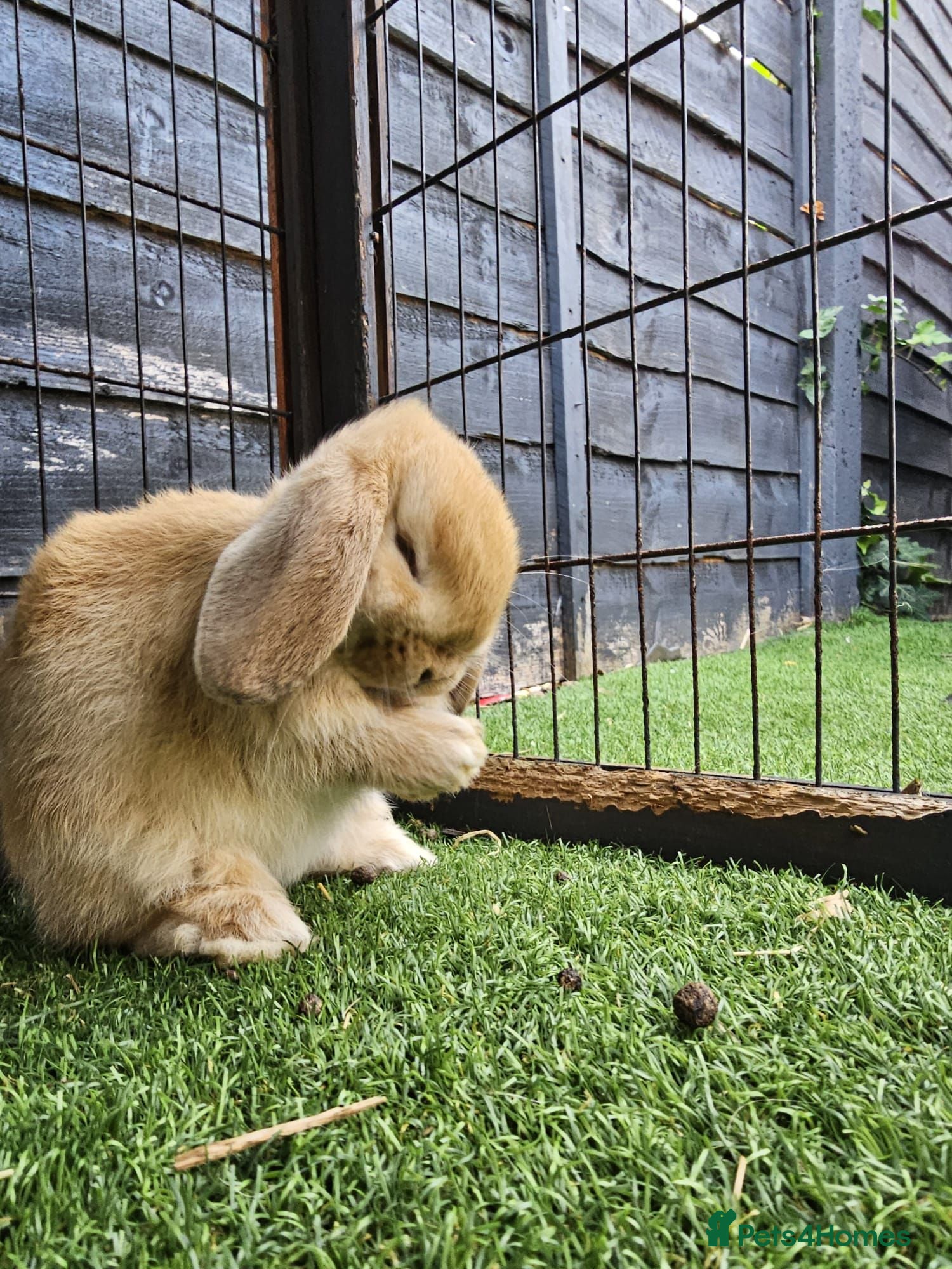Mini Lop rabbits Beautiful Mini lops ❤️ - Advert 15