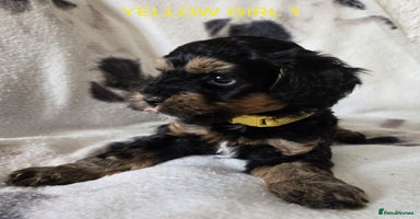 Tibetan Terrier dogs - Advert 1
