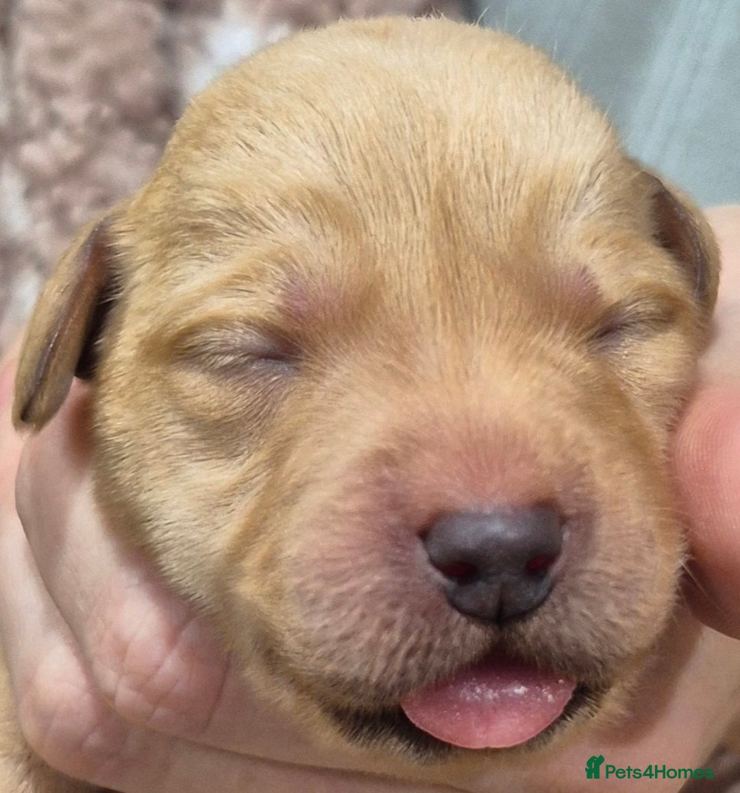 Labrador Retriever dogs for sale: KC Reg Working Fox Red & Yellow Lab Puppies - Advert 12