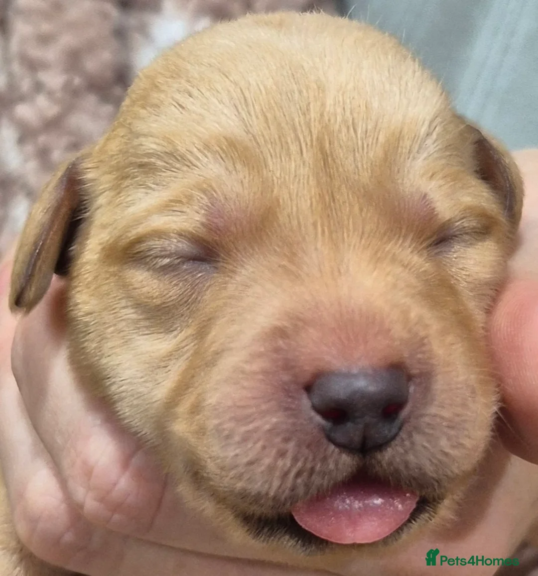 Labrador Retriever dogs for sale: KC Reg Yellow Lab Puppy - Advert 9