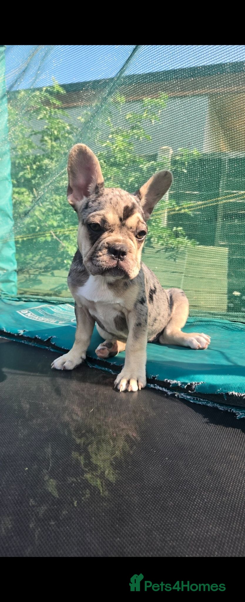 French Bulldog dogs 2 Stunning French bulldog puppies DROPPED PRICE  - Advert 18