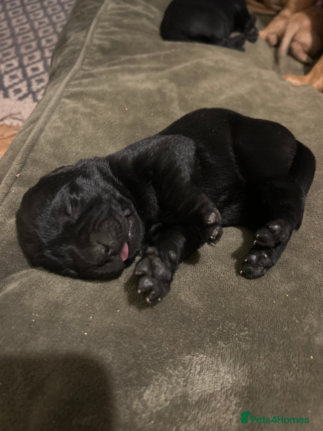 Labrador Retriever dogs for sale: Labrador Puppies - Advert 10