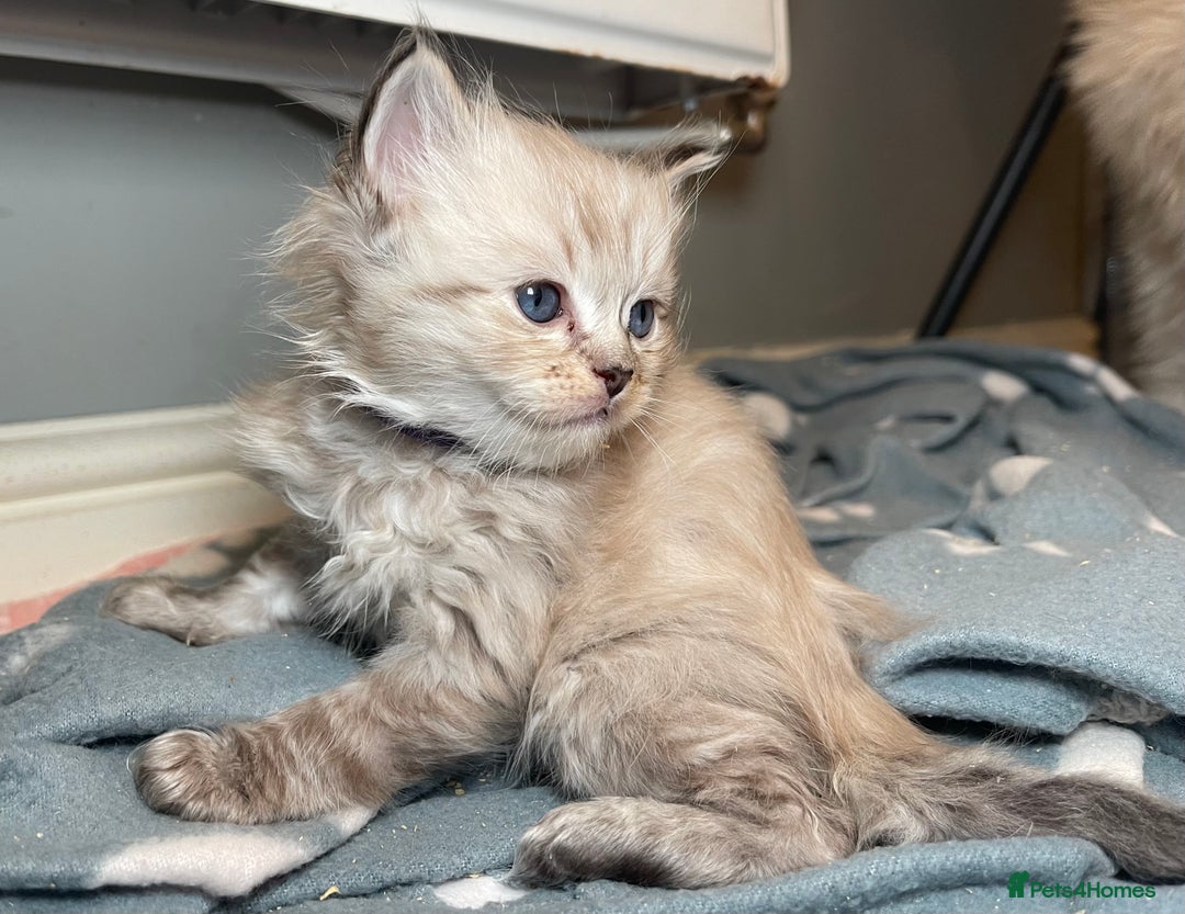 Ragdoll cats for sale: 💫Pedigree Cherubim Ragdolls💫 - Image 11