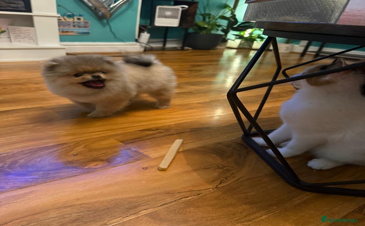 Pomeranian dogs - Advert 16