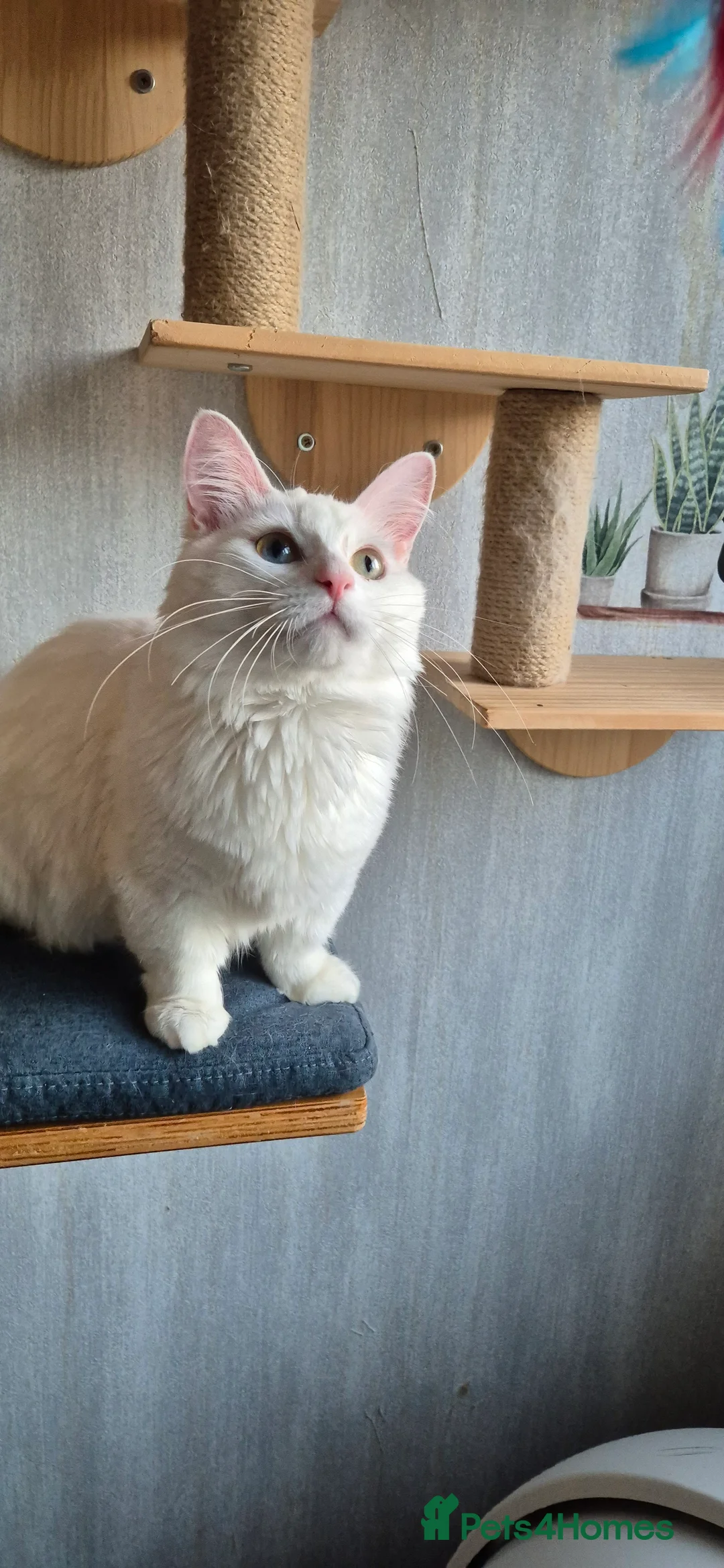 Munchkin cats for stud: Pedigree Munchkin for stud duties  in Ивсхам - Advert 12