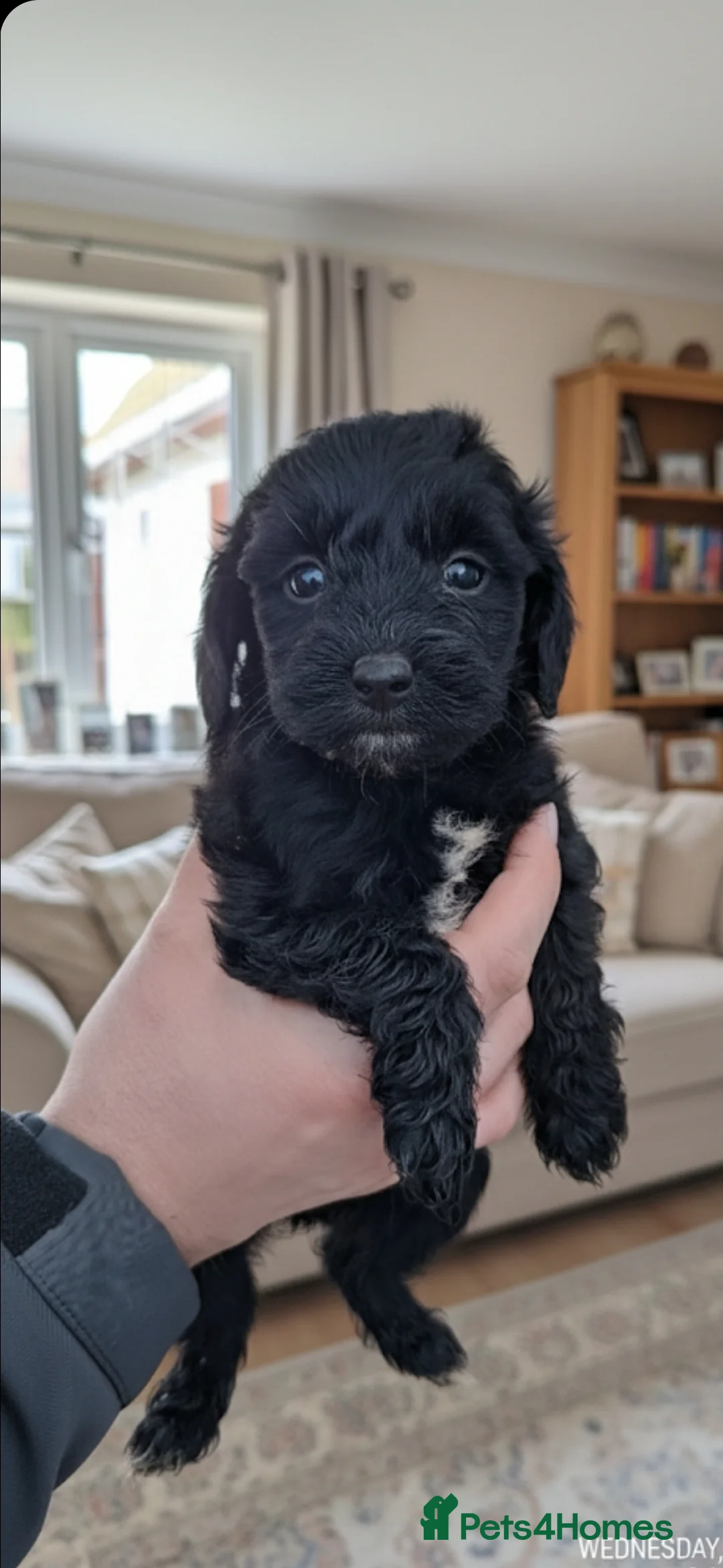 Cockapoo dogs for sale: Stunning cockapoo puppies! - Advert 7