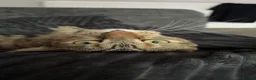 Mixed Breed cats for sale: 2 year old friendly tabby female - Advert 1