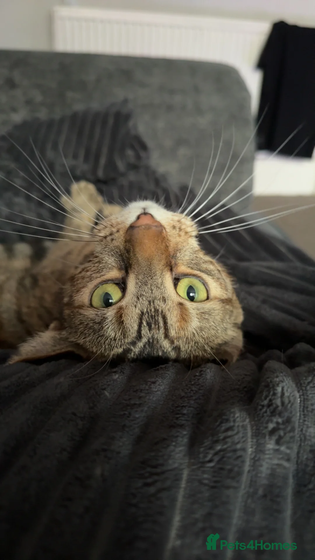 Mixed Breed cats for sale: 2 year old friendly tabby female - Advert 1