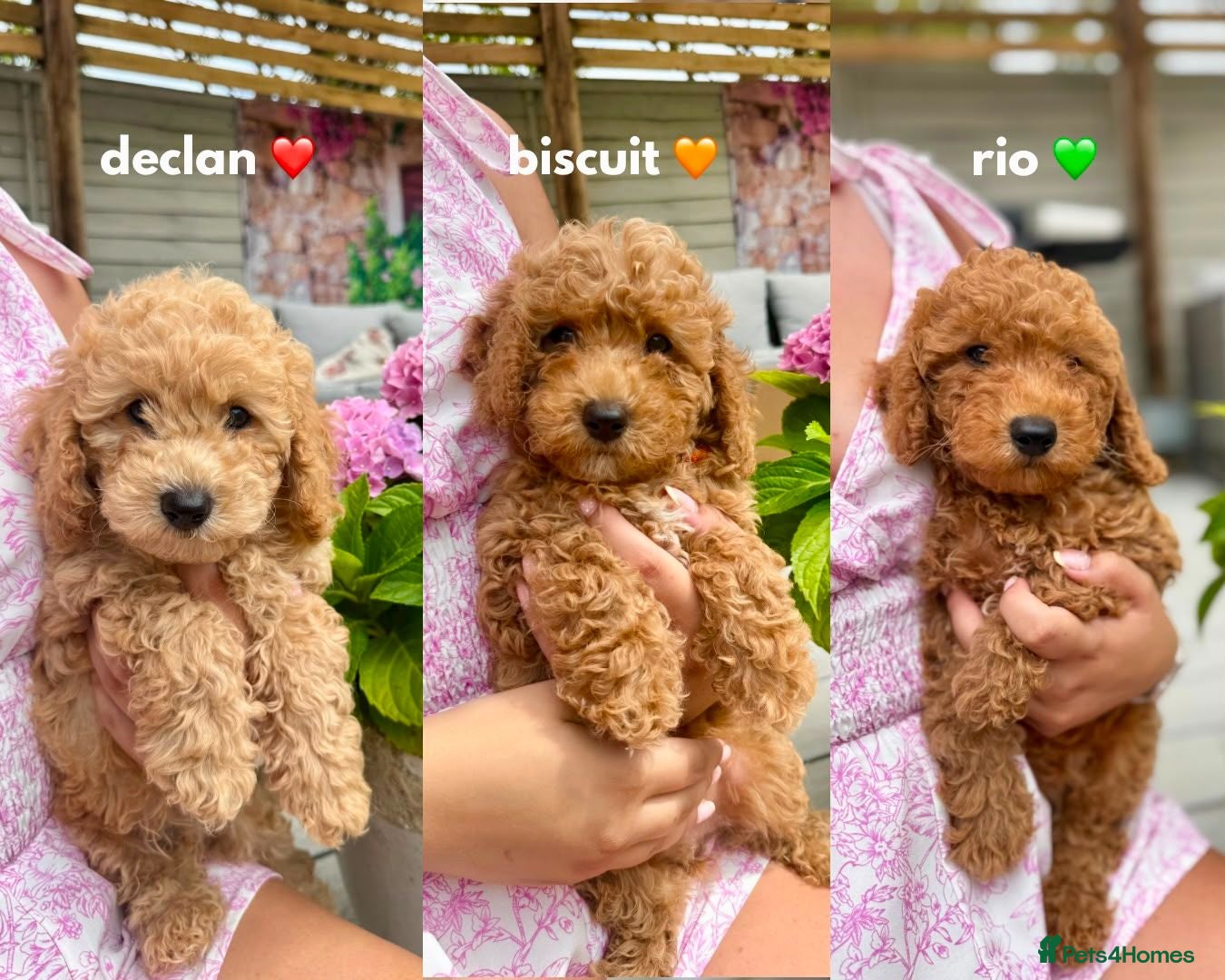 Poochon dogs READY NOW - DNA health tested Poochon Puppies 🐶  - Advert 1