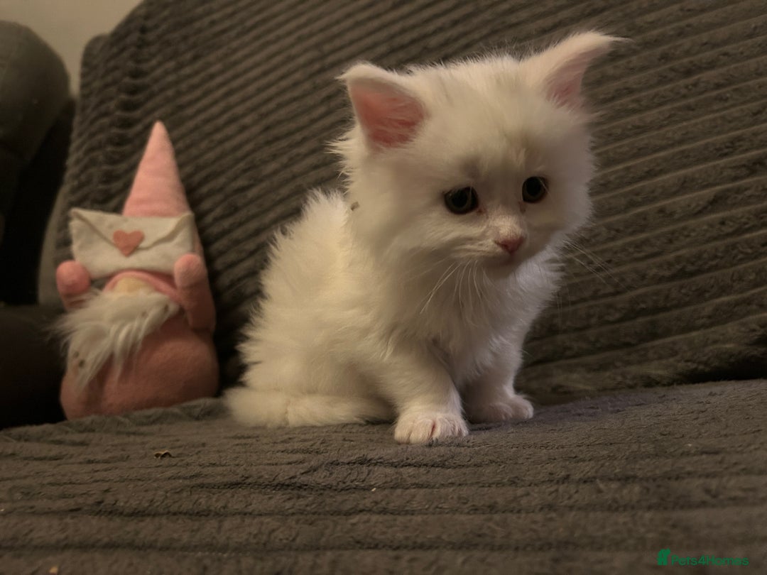 Maine Coon cats for sale: Maine Coons Kittens  - Advert 2