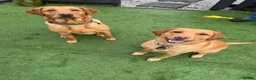 Labrador Retriever dogs for sale: Beautiful Red Fox Labrador Retriever Puppies - Advert 5