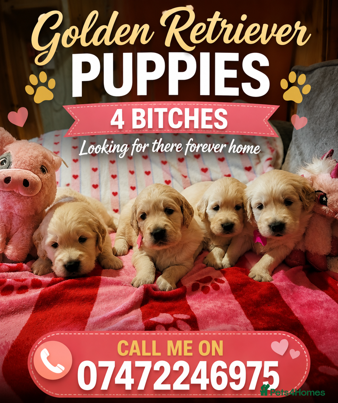 Golden Retriever dogs Golden retriever puppies  - Advert 16