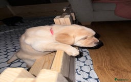 Labrador Retriever dogs for sale: Labrador puppies - Image 2