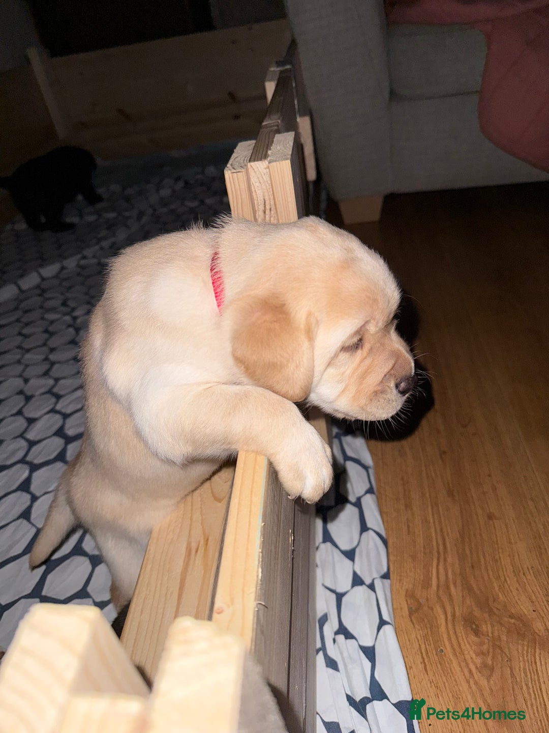 Labrador Retriever dogs for sale: Labrador puppies - Image 2