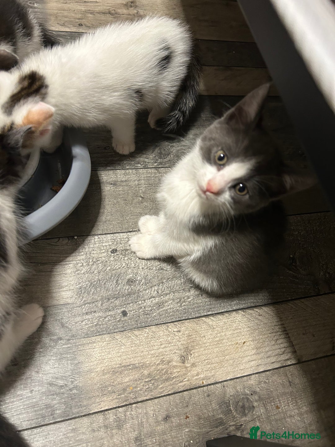 Mixed Breed cats for sale: Kittens are ready now  - Advert 3
