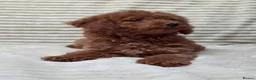 Toy Poodle dogs for sale:  Red Toy Poodle Puppies – Asian Teddy Bear Type in Motherwell - Advert 13